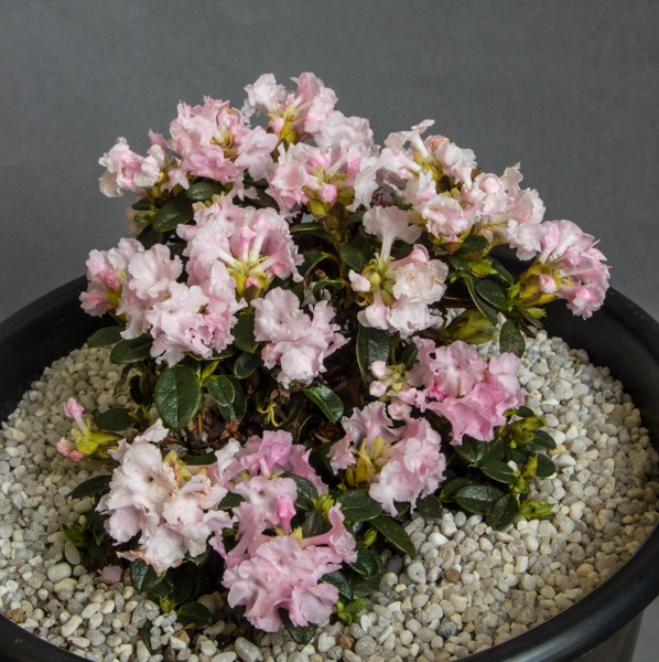 Rhododendron cephalanthum Crebreflorum Group